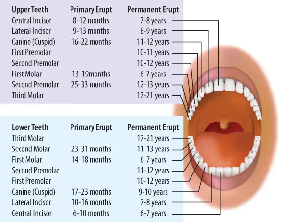 primary teeth graphic | pediatric dentistry orange county